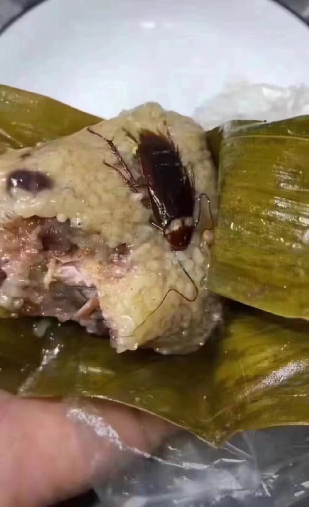广东大蜜枣​​​