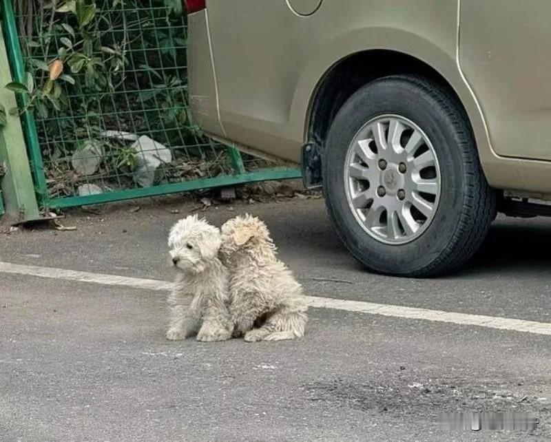 这两只被遗弃的小狗相依为命在停车场附近流浪，幸好路人经常施舍才能一直活下来。这一