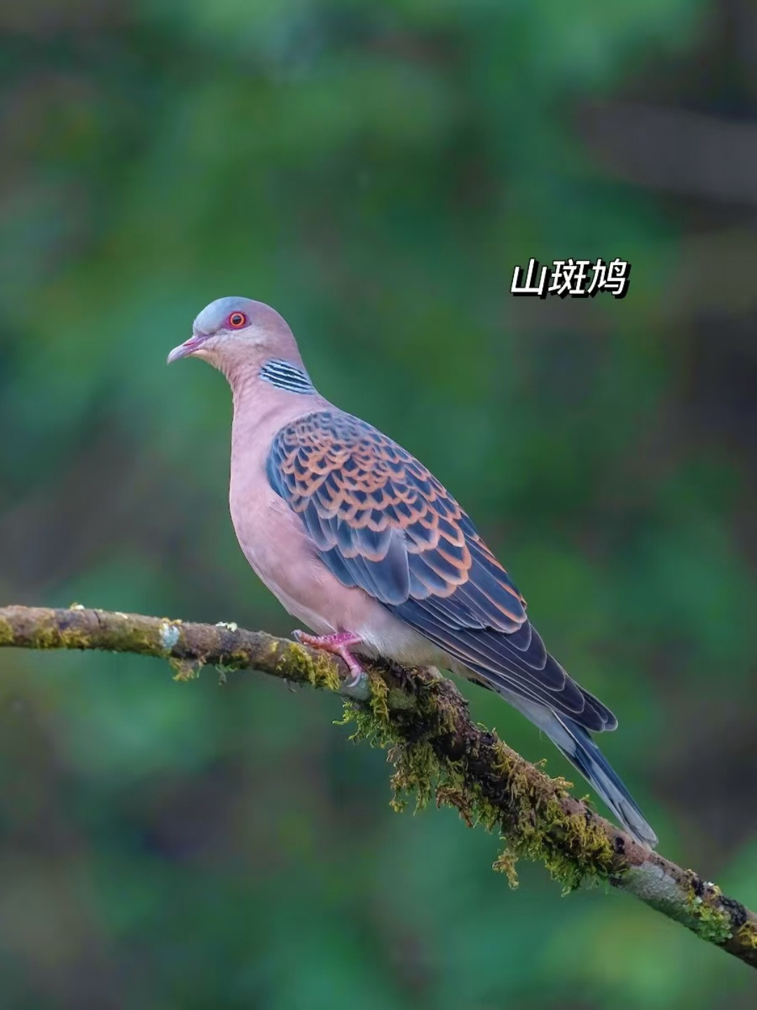 人，你分得清各种古菇顾吗？