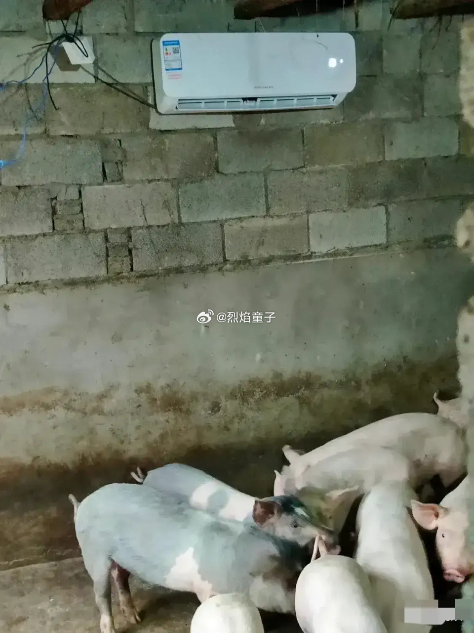 真抱歉，怕是会让欧洲人更难过了，因为在中国，不仅狗能吹空调，猪也能。欧洲人真是过