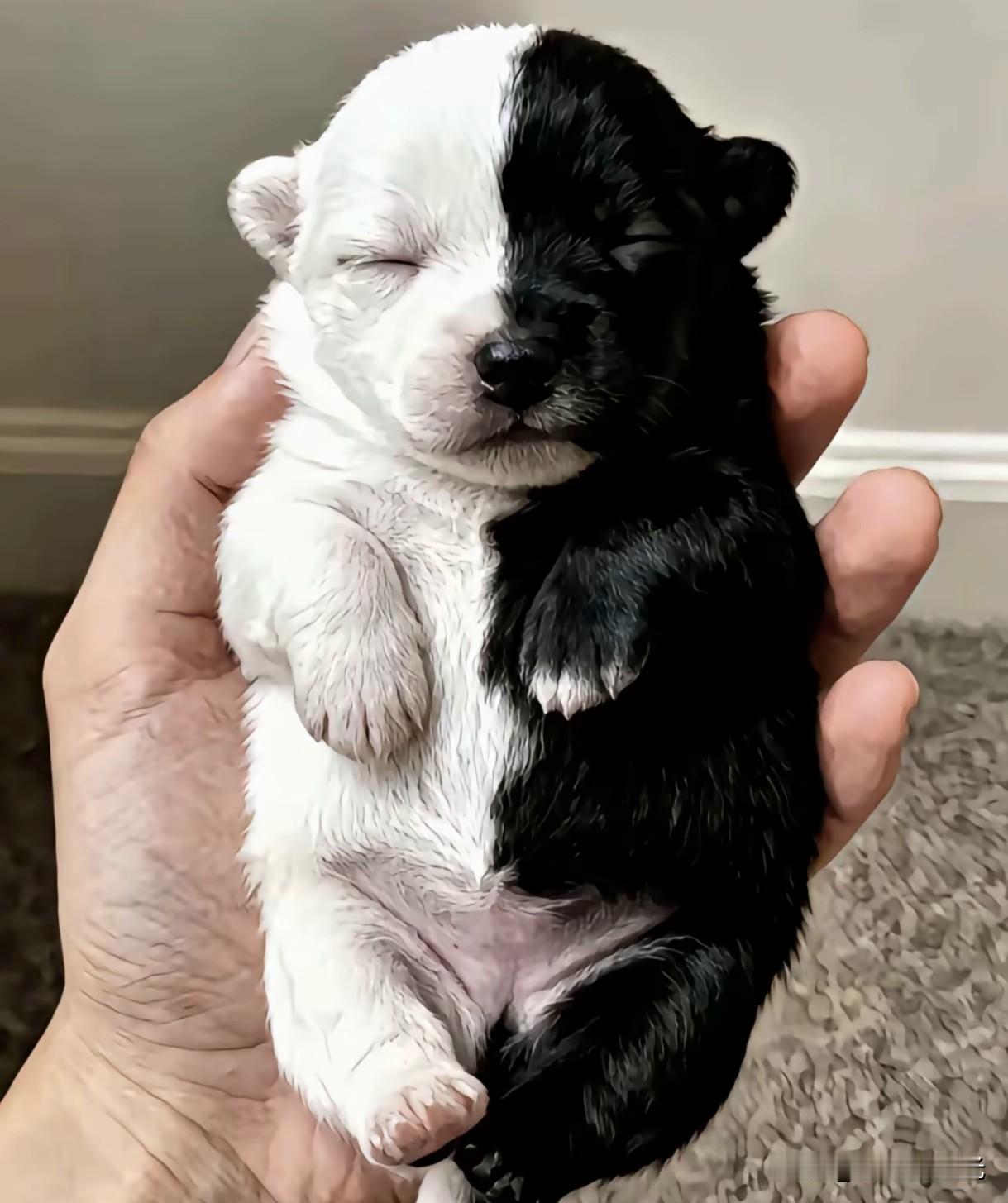 刚出生的狗狗，给它取什么名字好呢