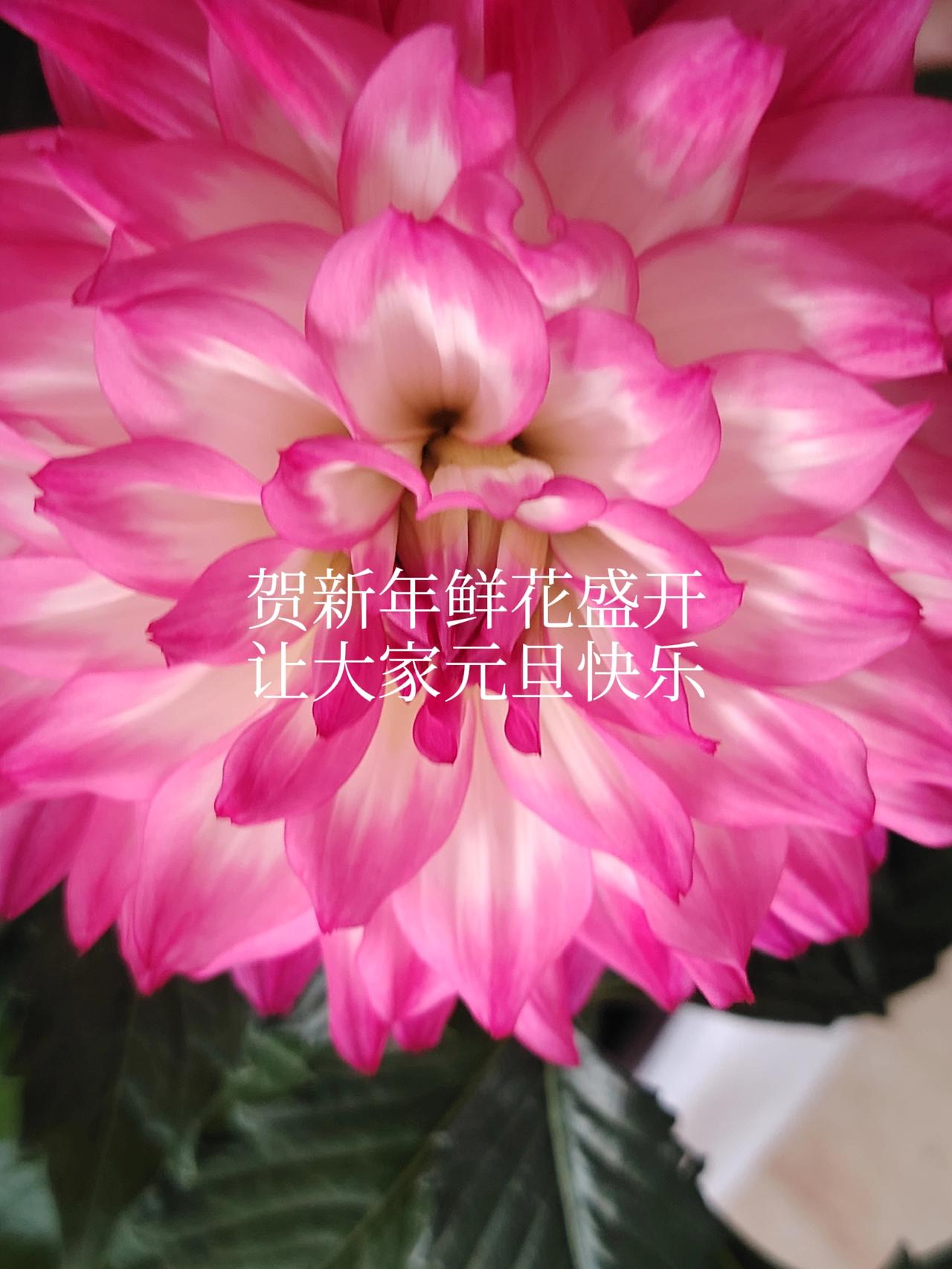 一一兔哥冬日暖阳！鲜花盛开迎新年。快快乐乐幸福安康！