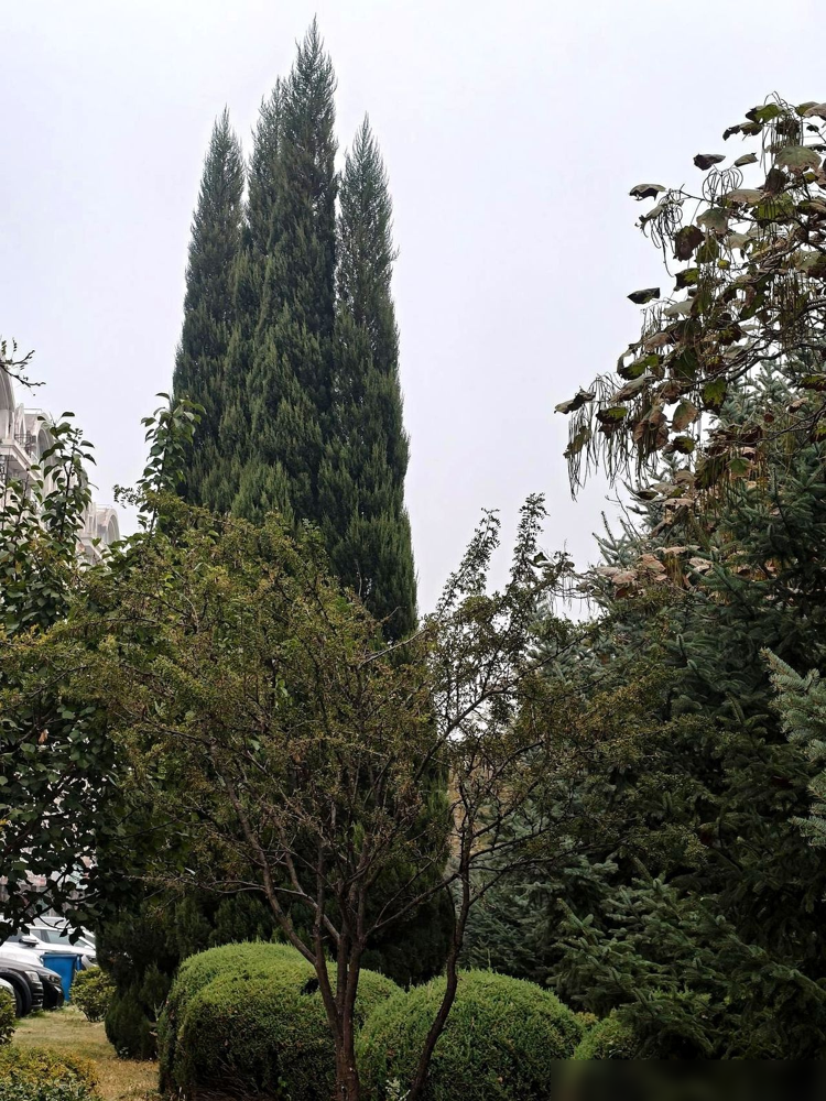 上海女排直接不找外援接应了，把这个位置扔给一个刚满18岁的小姑娘，杨舒茗。1米93，妈是沈弘，标准排