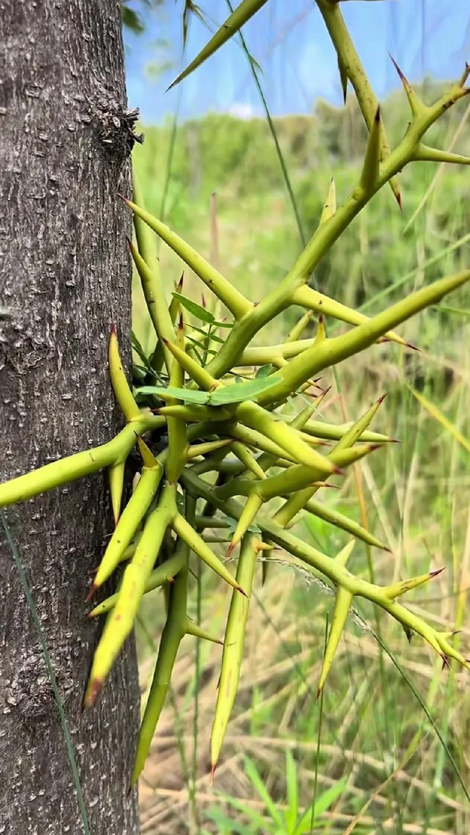 你晓得这是何种刺吗？看似毫无章法，实则凶猛异常，并且极具药用价值。此刺便是皂角