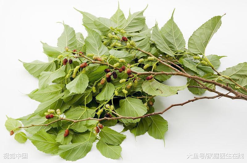 具有"天然胰岛素"的药材, 一口气总结了3种, 你见过吗