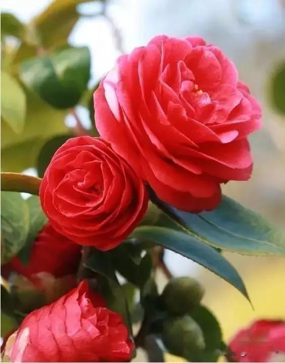 山茶花，别名众多，像洋茶、茶花等。它花单生枝顶，有红、紫、白、黄等色，2-4