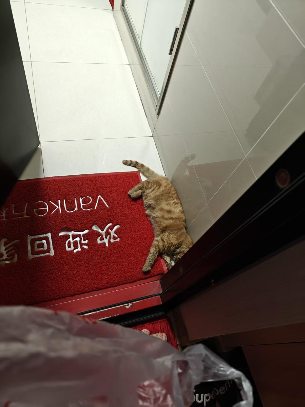 我家和“元宝”的故事元宝是我家最近才养的一只可爱小猫，她是布偶和银