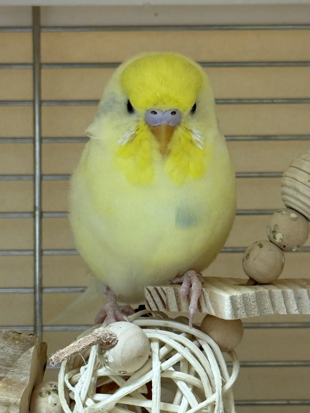 谁家保龄球落下了