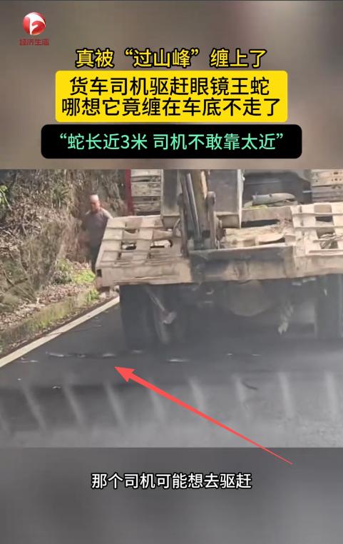 太吓人了！近日，广东韶关，一货车司机行驶在山路中时，不小心压到了一条3米长的“过