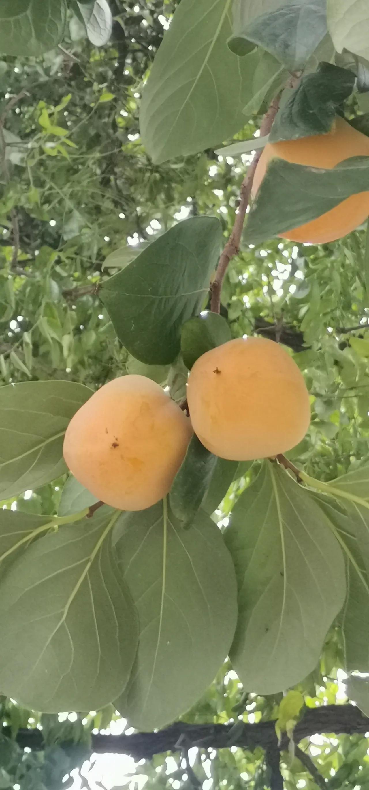 秋风阵阵爽柿子已金黄迈腿树下过只闻柿子香好想伸伸手摘来尝一尝