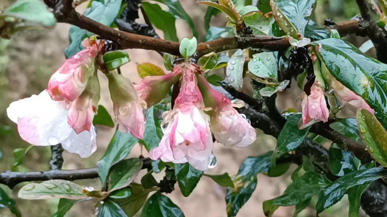 雨一直下，去田里把杂草从泥里抓出来，大概花了两个小时。雨似乎下大了点，收工。水