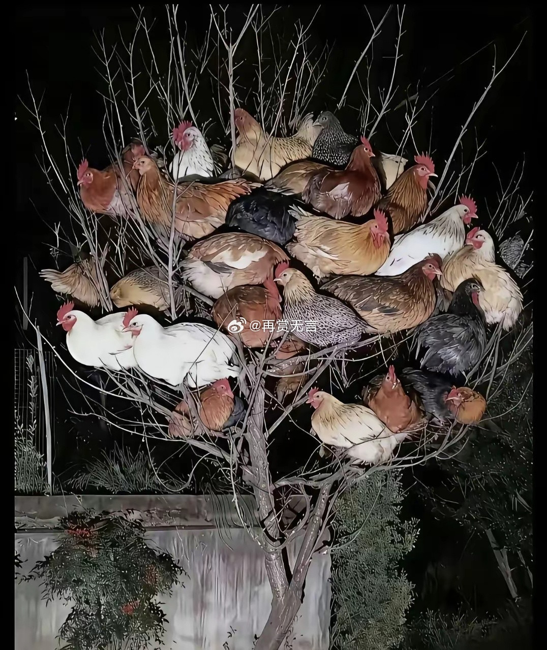 这叫“一朝被蛇咬，十年怕进窝”。就像以前家里养鸡，只要鸡窝被吃鸡的东西钻过，其他