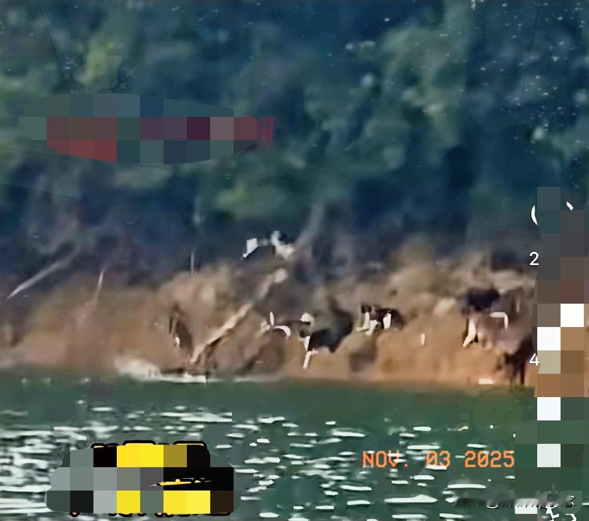 见过离谱的放生，但这次真让人血压飙升！广东清远迎嘴水库，有人拉了几卡车从