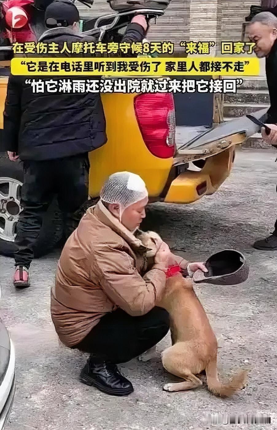 主人住院，狗狗摩托车旁痴守8天近日，一只狗狗的忠诚之举令人动容。主人因病住院