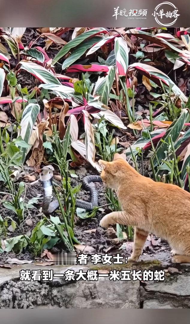 公园散步遇到眼镜蛇小猫挺身而出小猫表示：这蛇那么小还不足以畏惧不得不说小猫咪真