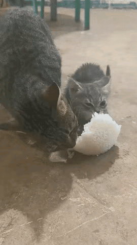 破防了！流浪猫狼吞虎咽干饭的样子，谁看了不心疼刷到个揪心的视频：几只流浪猫