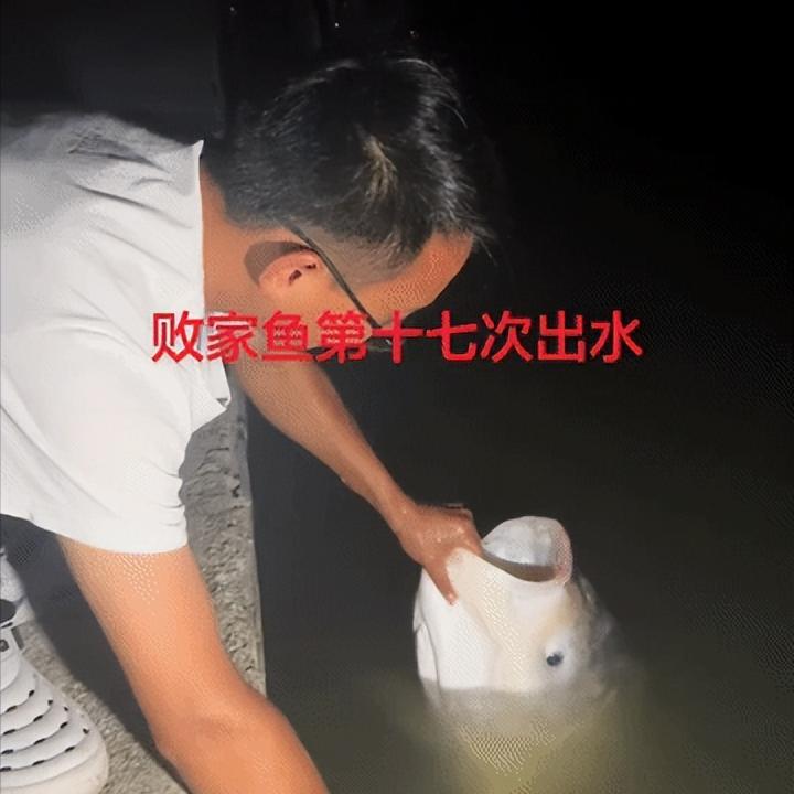 “笑不活了”浙江某钓鱼园里有一条60多斤的大鱼，因为好吃已经被钓上来17次了，钓