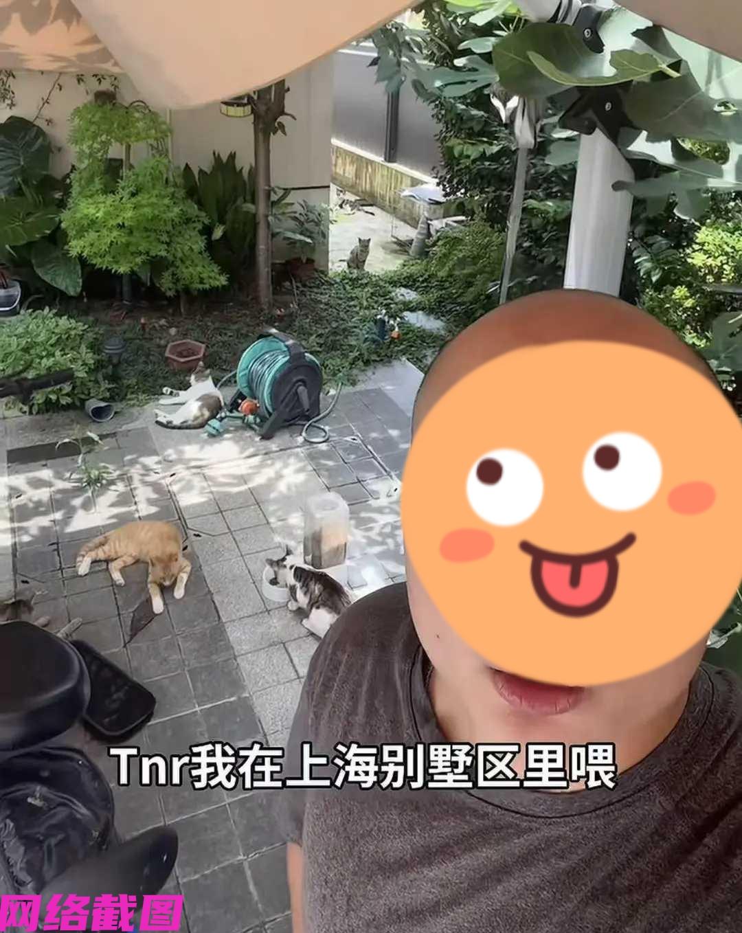 上海某男子所居在别墅，因自己喜欢猫咪，所然在自己别墅里喂养一些流浪猫咪，照顾猫咪