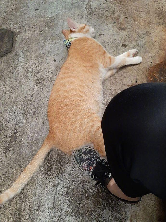 猫咪去外面逛了一圈回来后，脖子上就多了一张钱