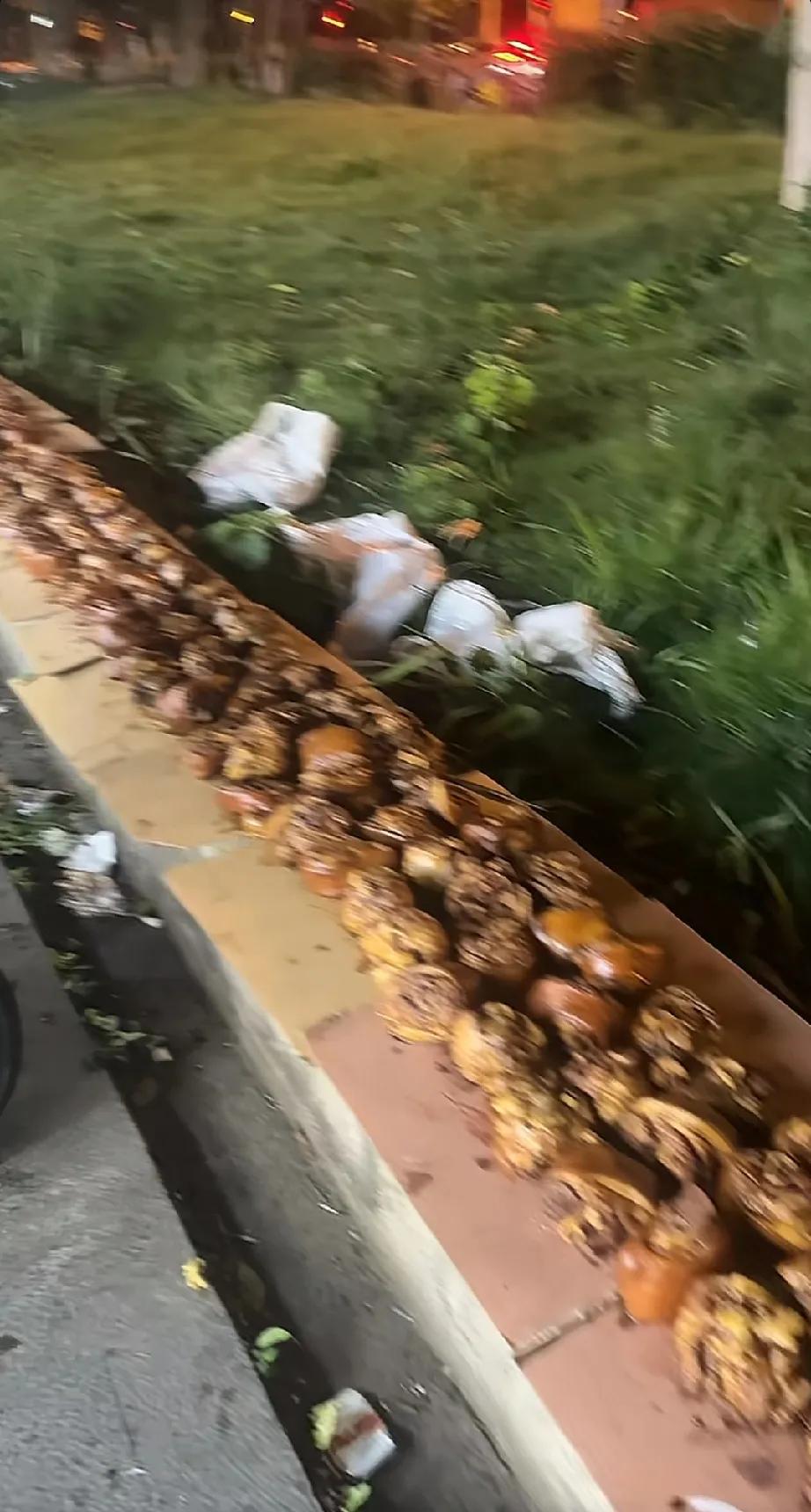 很眼熟吧是不是很像菜饭骨头汤的肘子看之前吃的很香看之后不吱声