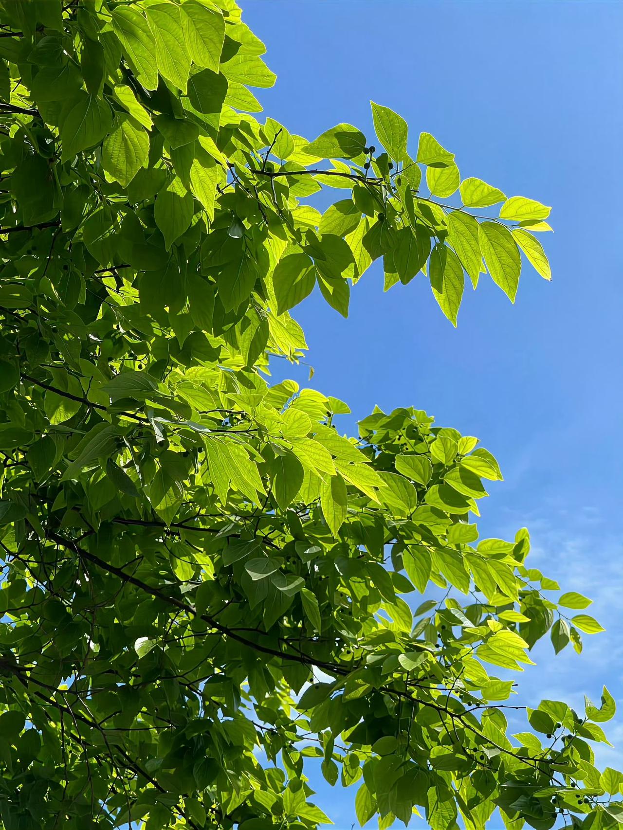 在绿意里，找回被城市偷走的松弛感我们总在城市的快节奏里奔波，被车水马龙的喧嚣