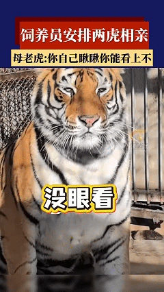 笑不活了！第一次在两只老虎的脸上看到了嫌弃。近日河南濮阳一动物园中，饲养员娜娜看