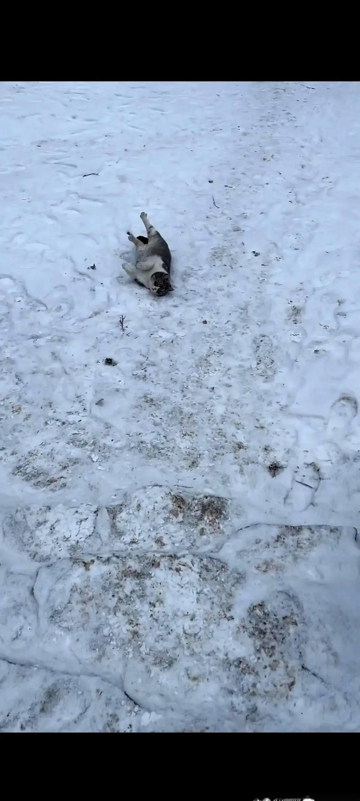 东北的流浪猫好惨！唉！