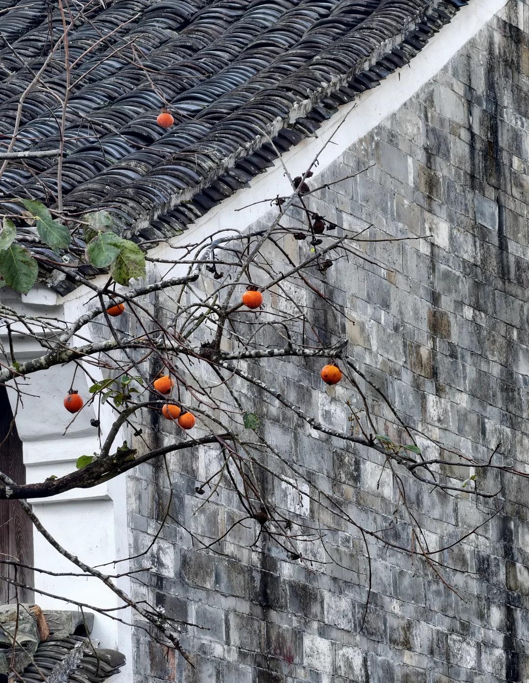 14km宁波栖霞坑古道大环线2025.11.16栖霞坑村→雷锋山→倪家山→白