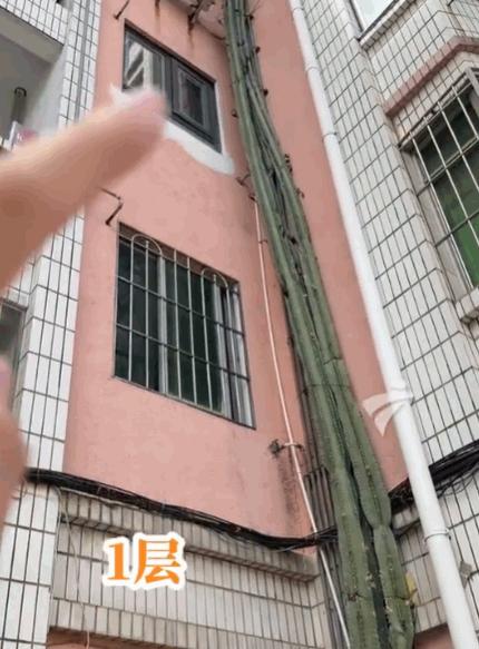 🐰无心插柳柳成荫！广州黄埔一棵50厘米小苗，被街坊养了多年，最后竟爬满6层