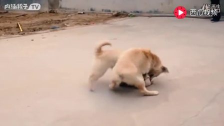 11438833380205904239.jpg?id=0