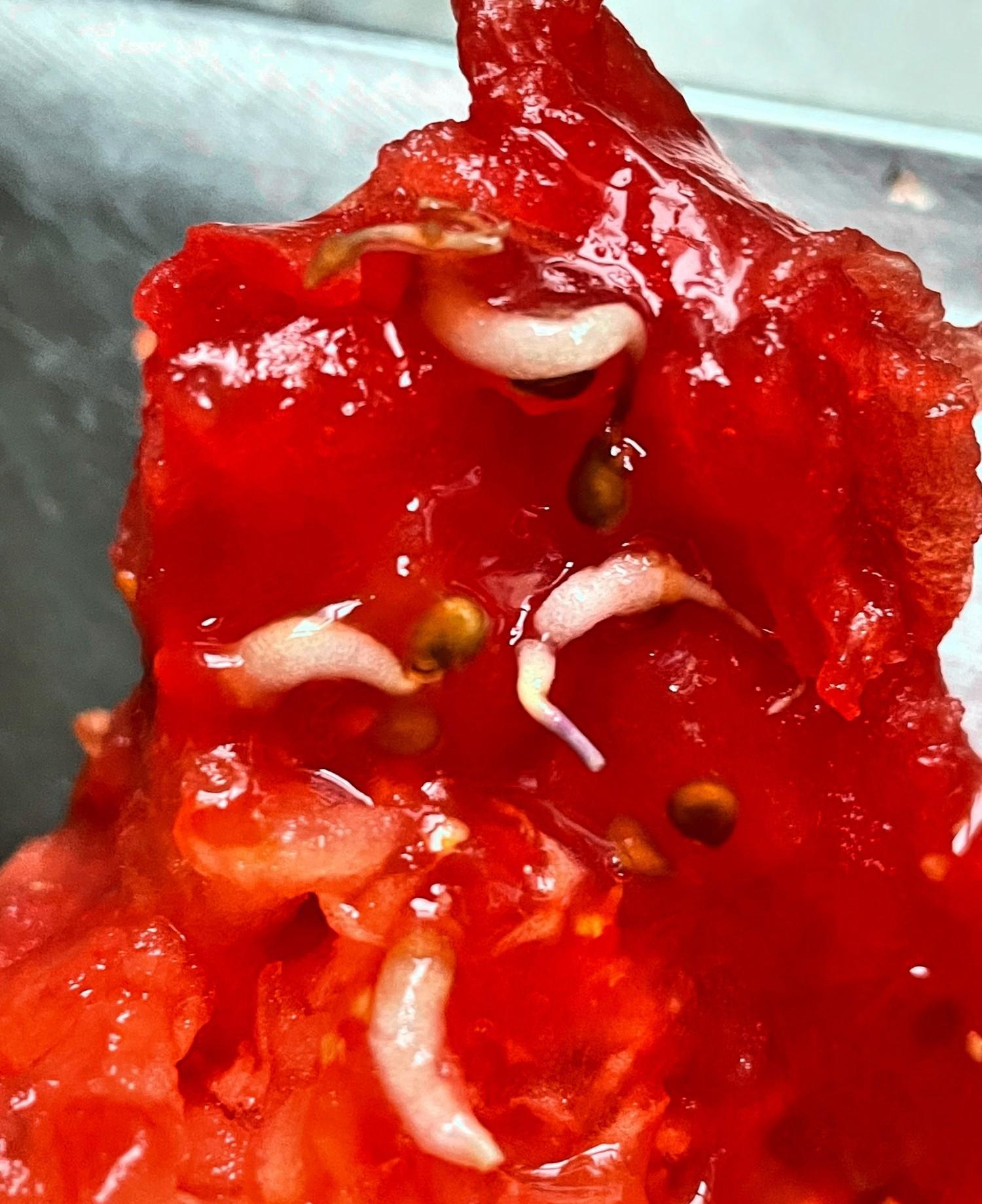 刚生吃西红柿，发现里面有白色虫子！吓得我赶紧把剩下的都扔了！前几天，我在