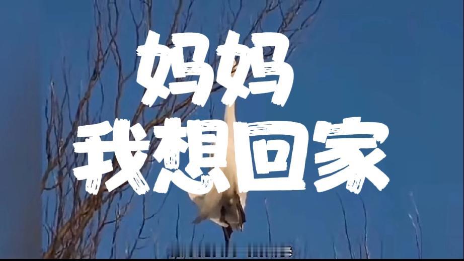 这才是可能的中美战争别相信什么智库，别相信所谓战争推演！中国美国一旦发生冲