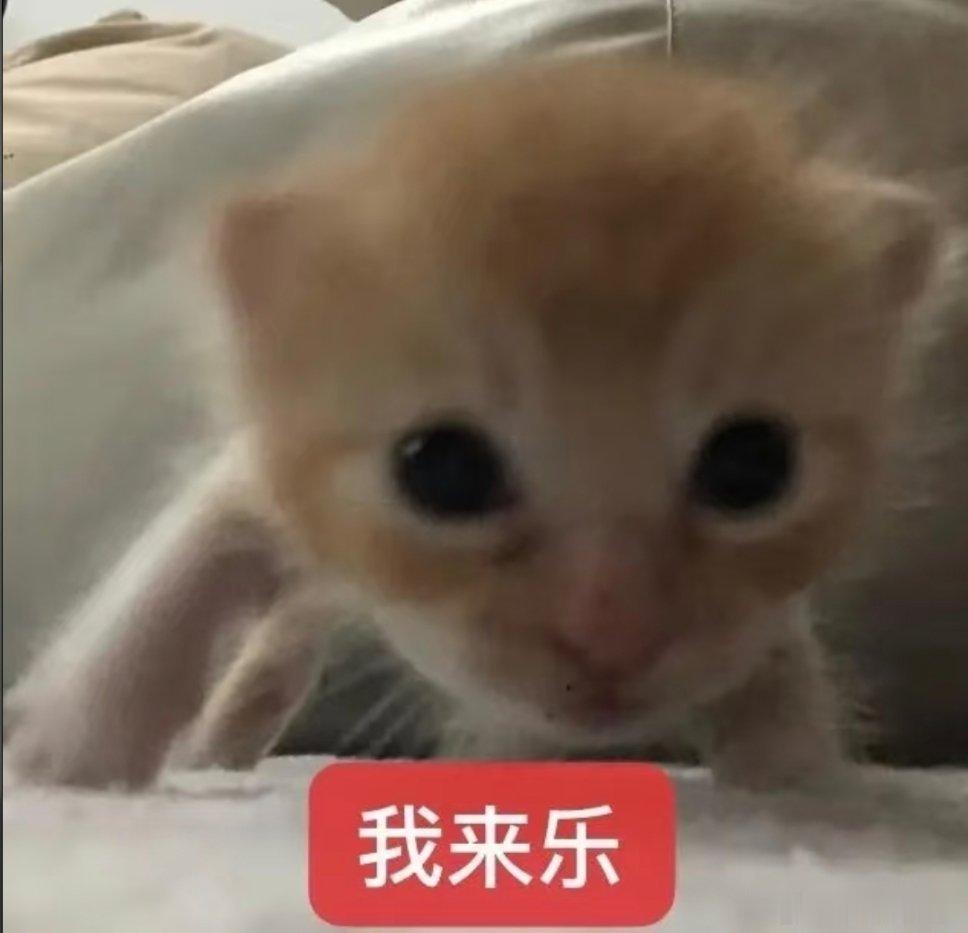 萌萌小猫咪~