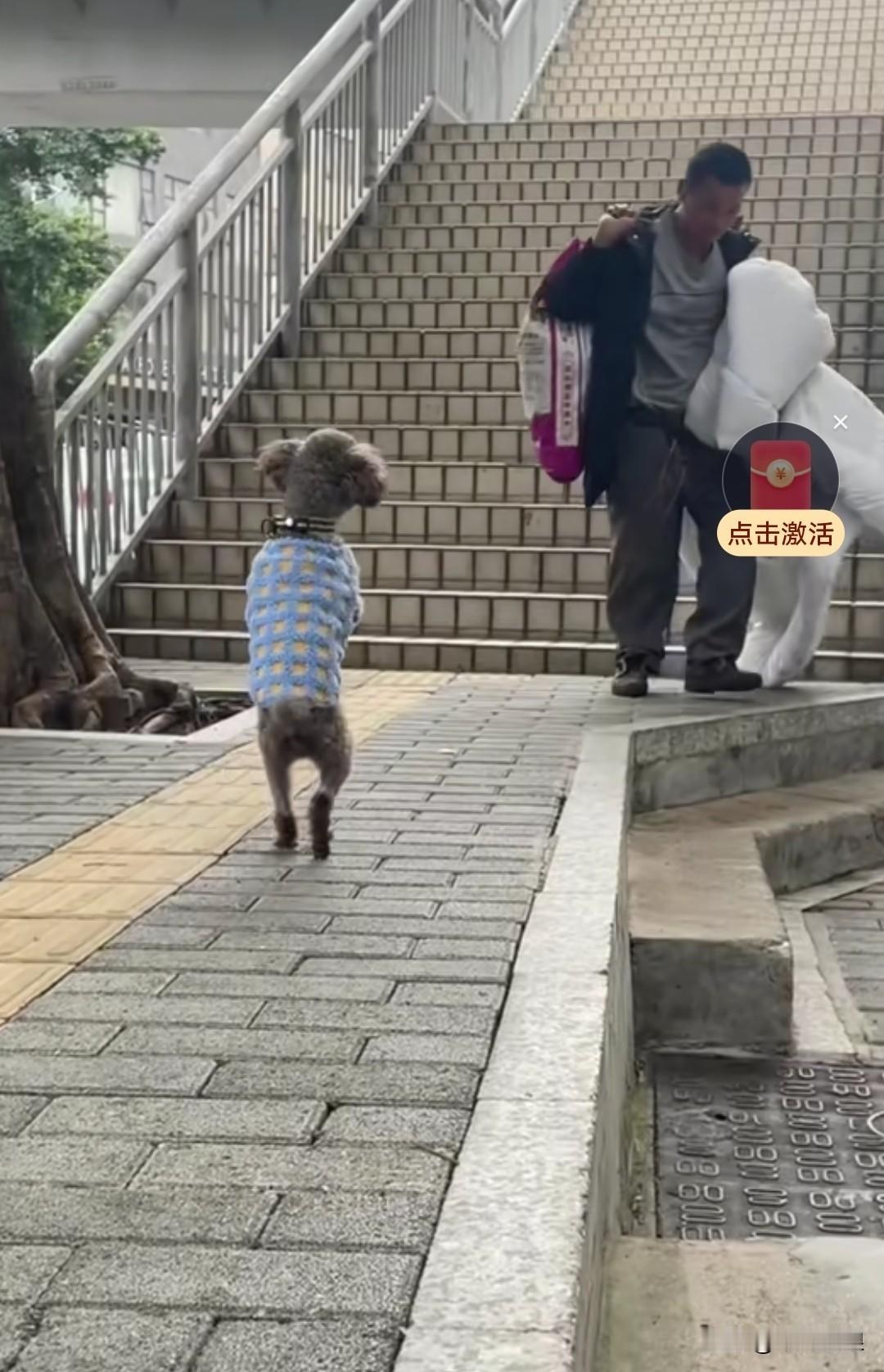 楼梯下，一只被丢弃的灰色小泰迪，眼巴巴地等着主人。它等了一整天，却不见主人的踪影