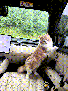 主人带着自家长毛小猫出门兜风，小家伙在车里一点都不闹腾，特别老实。它后腿站在座椅