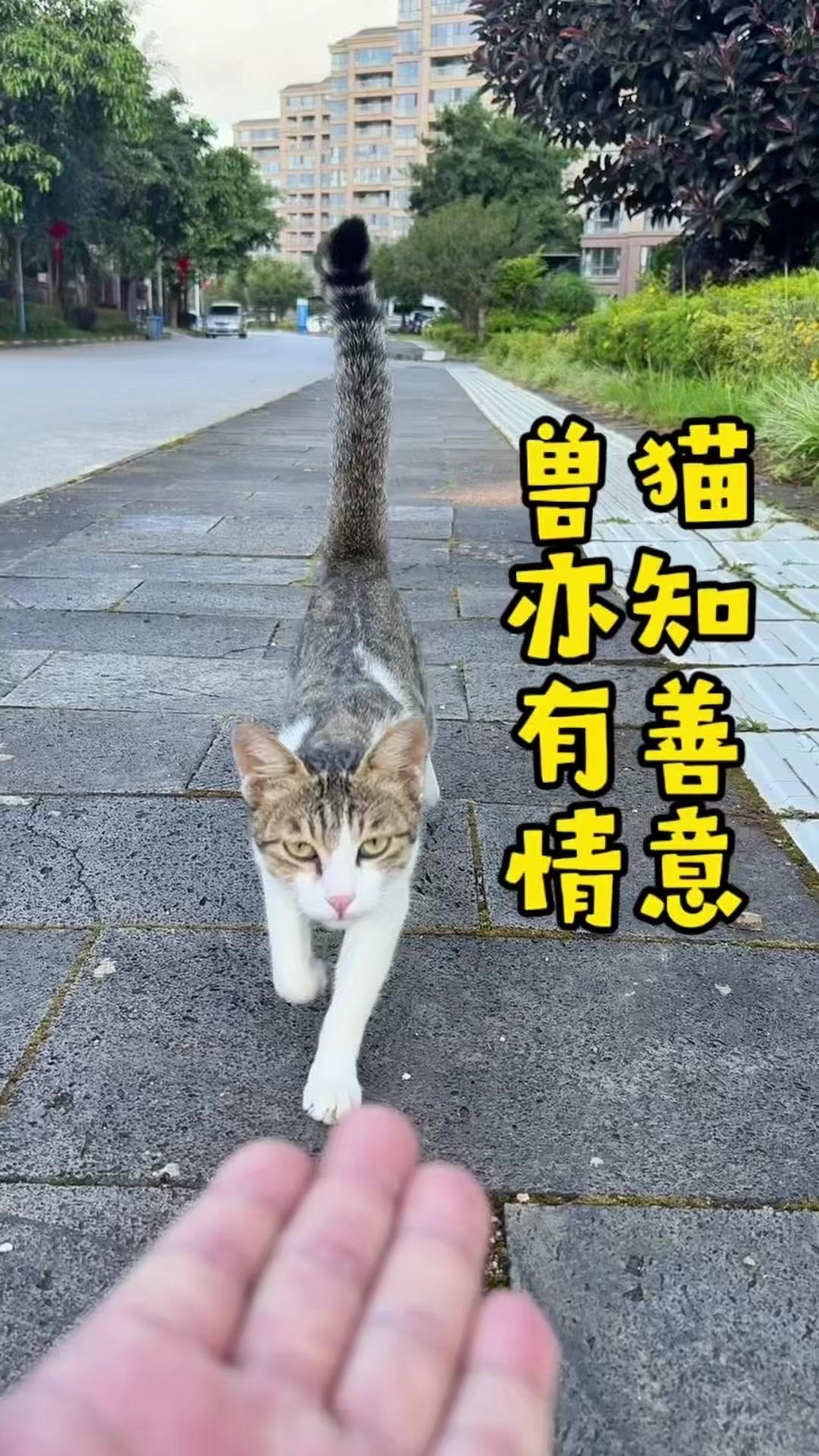 晨练的时候在小区遇到一只流落街头的狸花猫，骨瘦如柴，没想到它刚见到我就一路跟着我