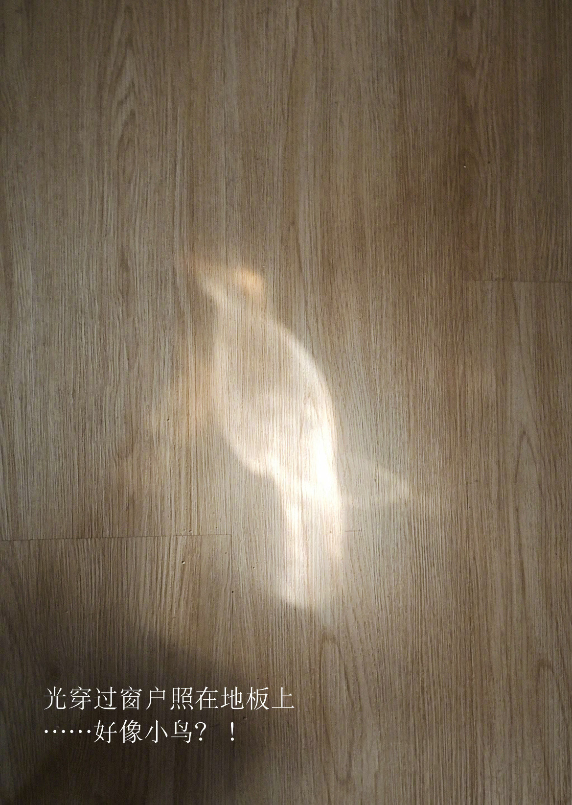 地板上出现了光线构成的小鸟​​​