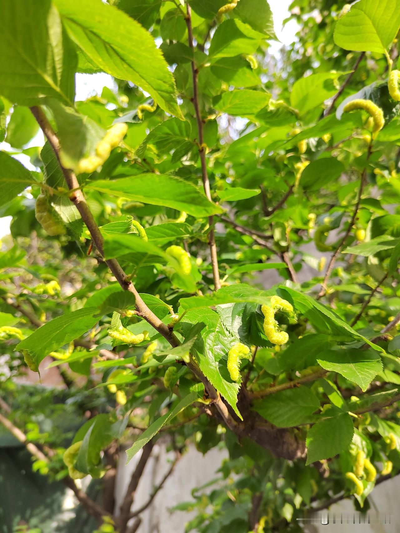 突然发现一个扎心的事儿！我们小区的果树多，今天早上我又去兜了一圈，却发现了一个