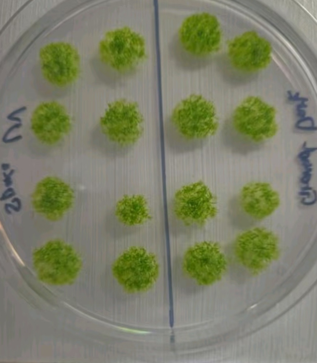 【水熊虫：我让位了，苔藓才是真“不死族”……】你知道目前已知能在外太空生存最久的