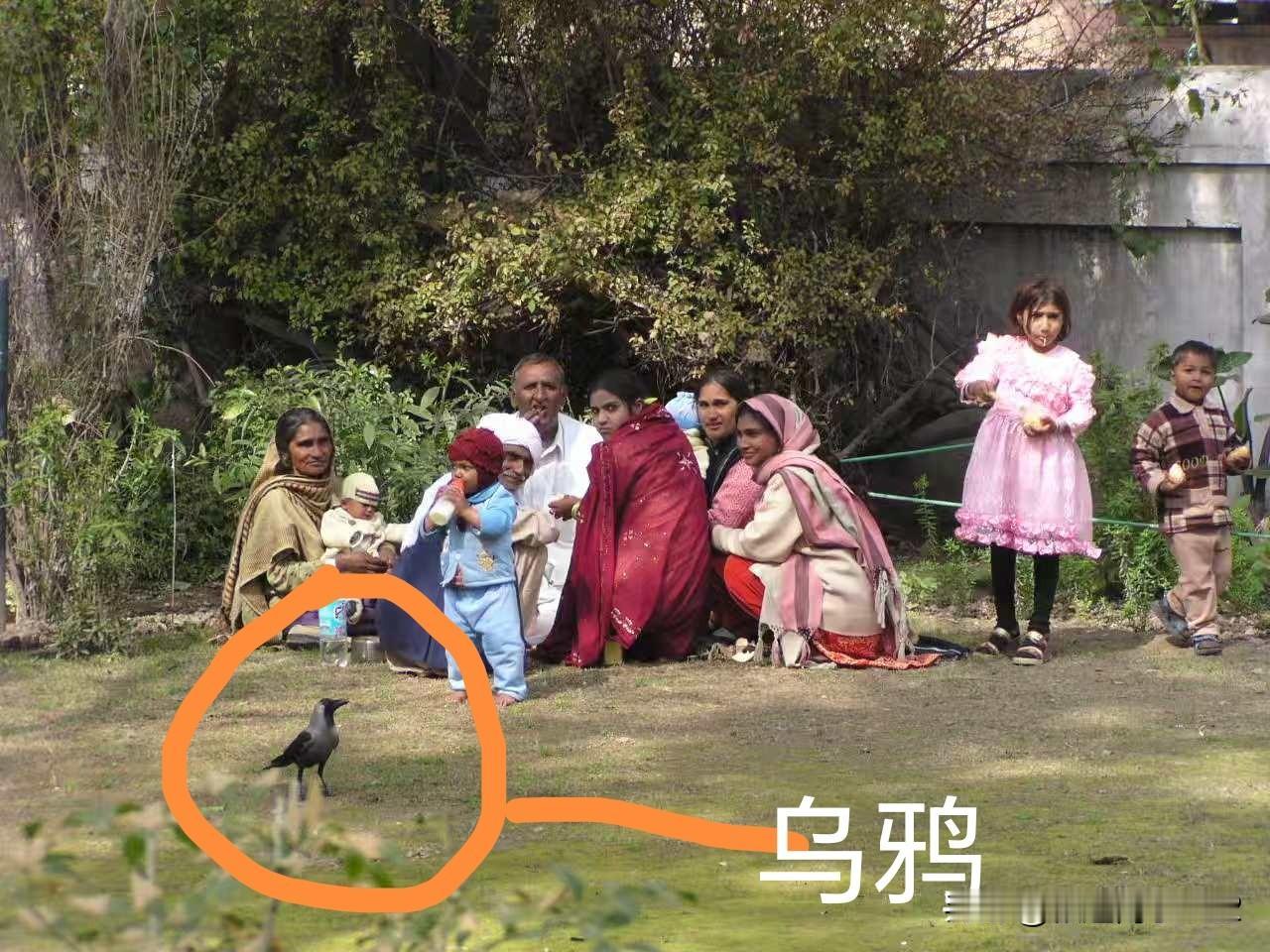 乌鸦的报复心理可真是强得很。还别说，乌鸦这鸟儿报复心理着实不弱，可千万不能招惹