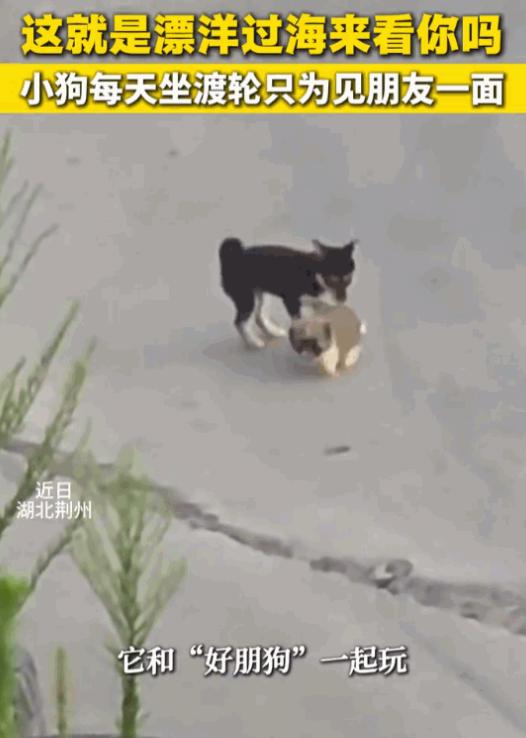 天下之大无奇不有！湖北，一只小黑狗，为了能天天和长江对岸的“好哥们”相聚，竟然无