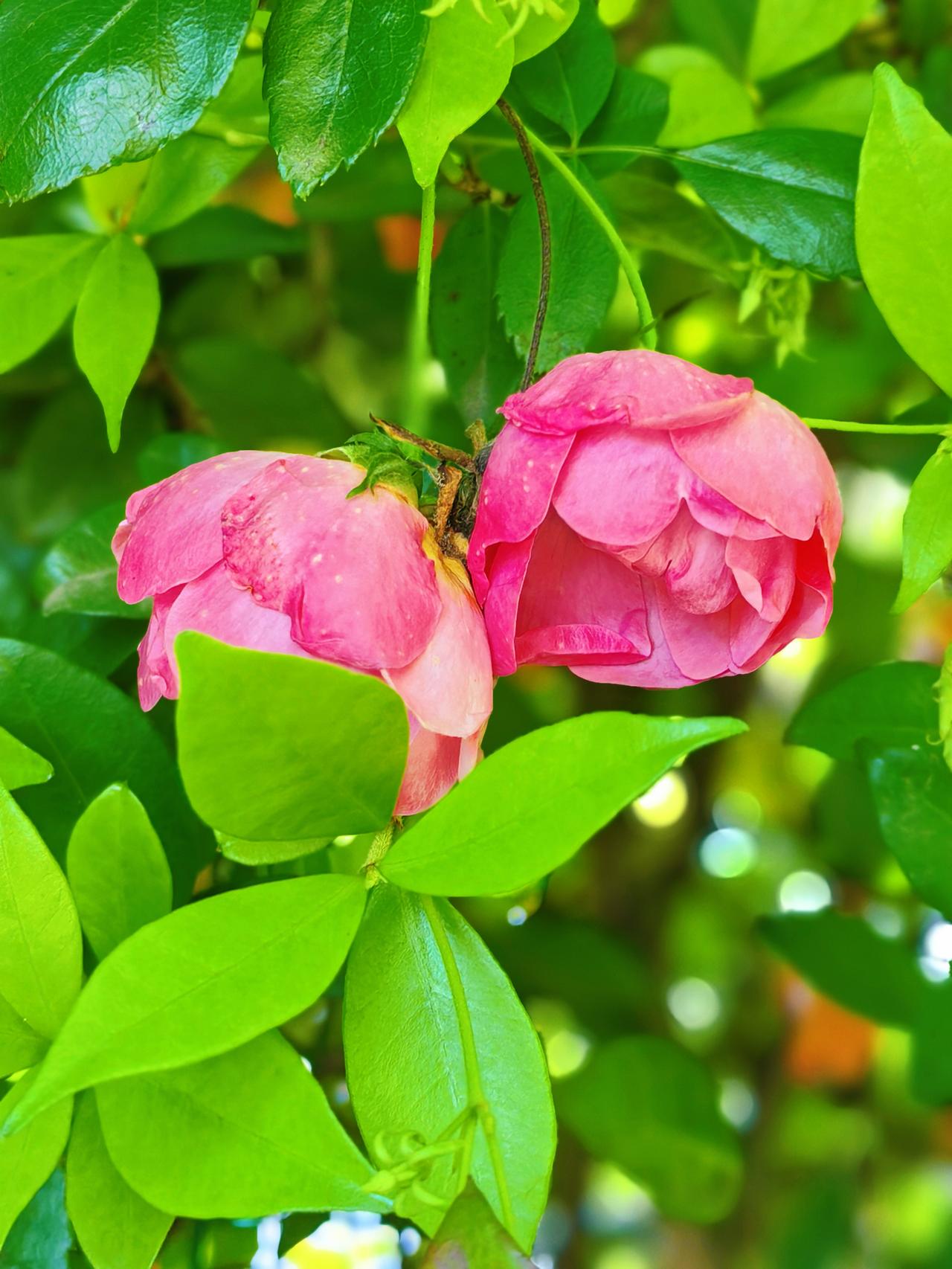 我和春天撞了个满怀～春天打了个草稿～写错的地方都长成了花。我寻了半生的