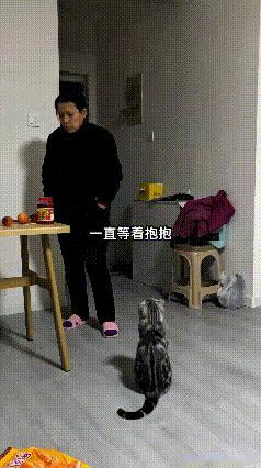 乖乖嘞，你看这只狸花猫，乖乖蹲在地上一动不动，俩眼直勾勾瞅着主人，安安静静等着抱