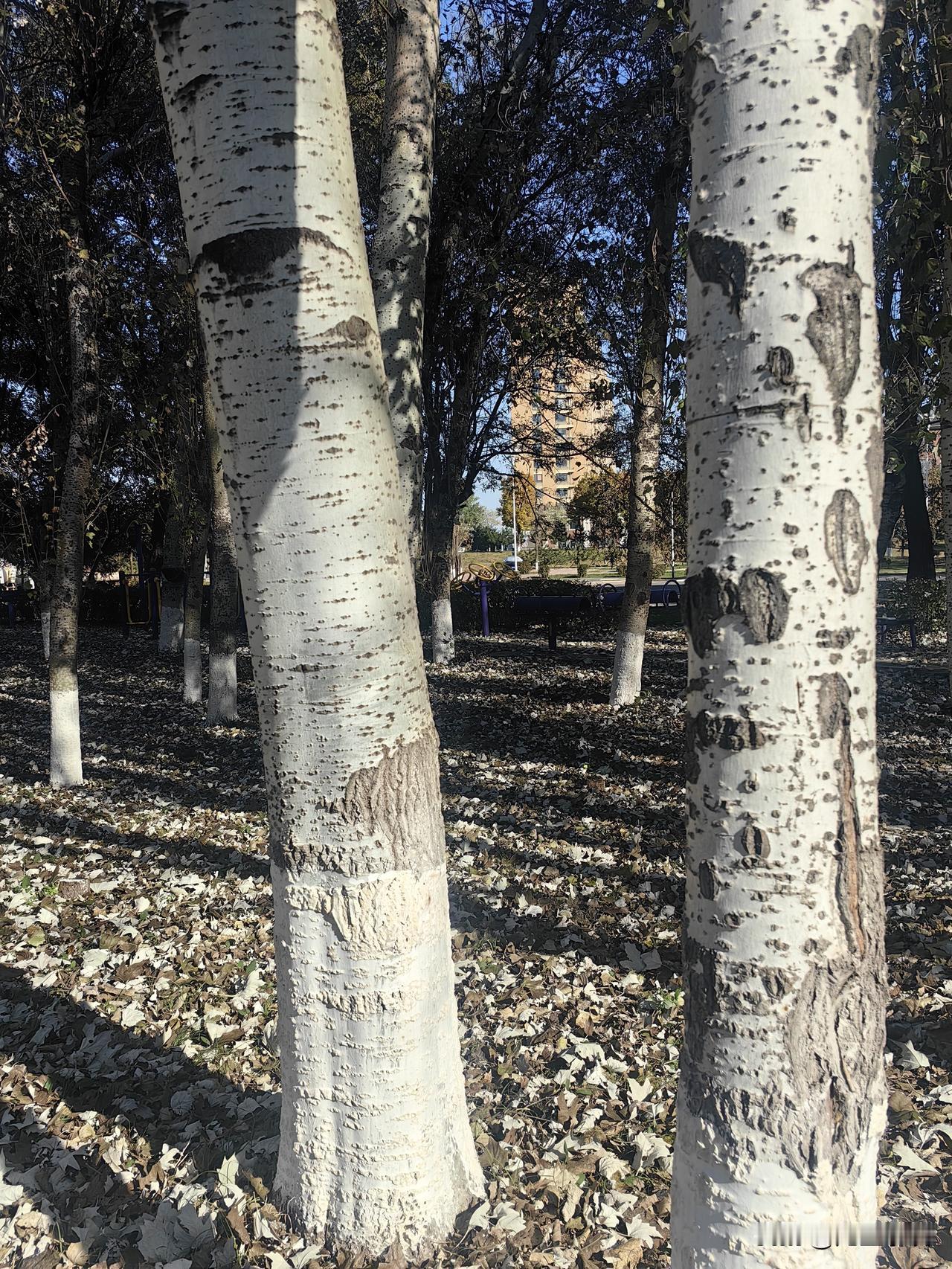 大舅哥，66岁，副科退休，退休金4500元。现居住地为辽D，住房7