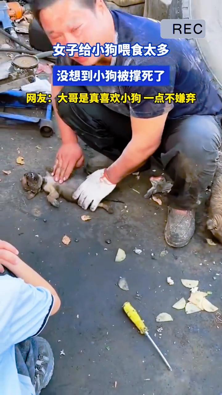 女子给小狗喂食太多，没想到小狗被撑死了。网友：大哥是真喜欢小狗，一点不嫌弃。