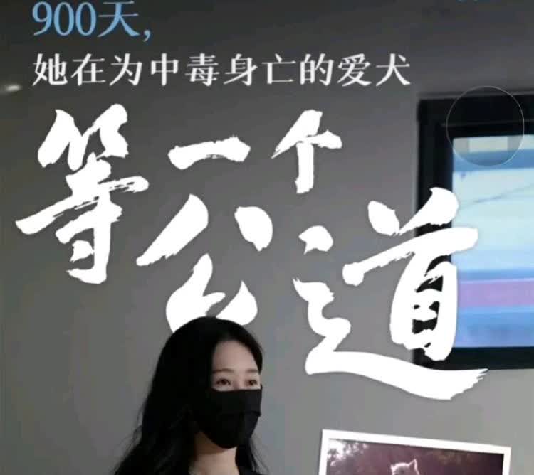 北京女子辞职900天追凶：为13年爱犬之死挑战法律空白，改写宠物维权史！
