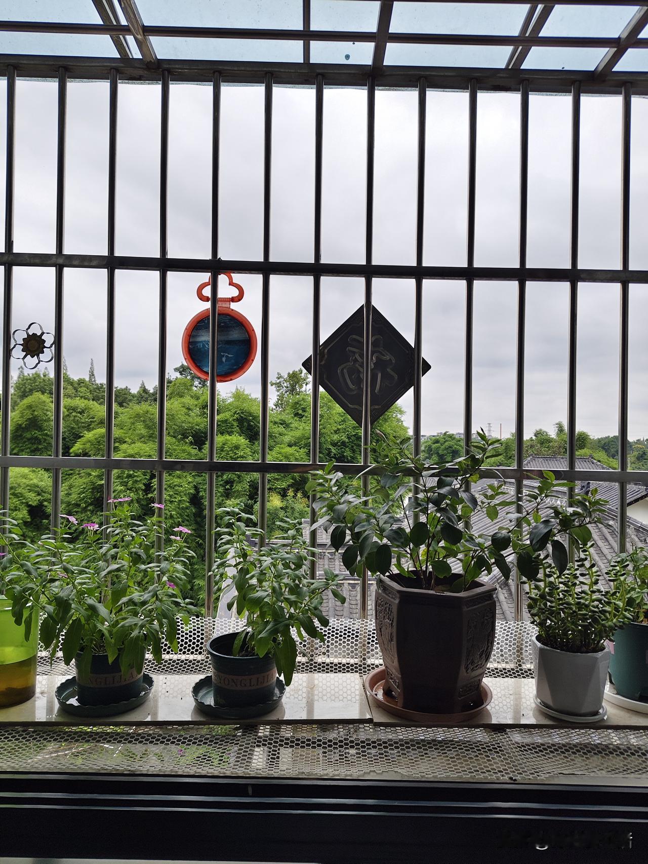 我的花给了我意外的小惊喜这几晚总有小虫子偷偷啃咬我养的花草，我索性入夜后就把窗