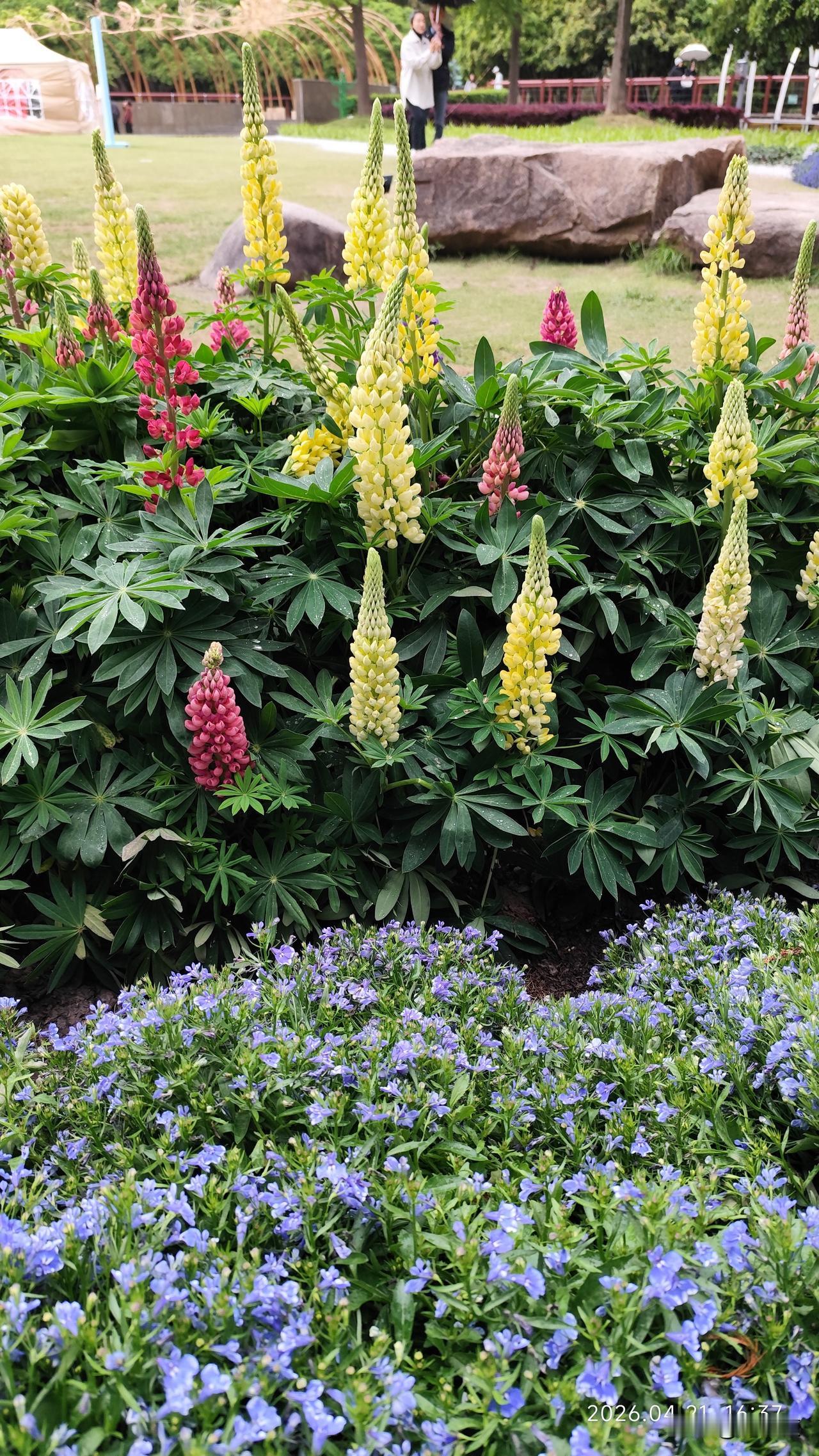 公园美丽景随拍奇花异草滿眼春