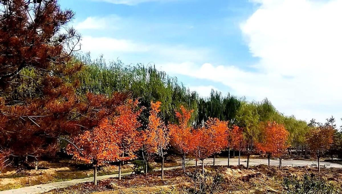 每天雷打不动做4件事：早上起来后，空腹嚼五片西洋参。你能坚持下来吗？8年，1