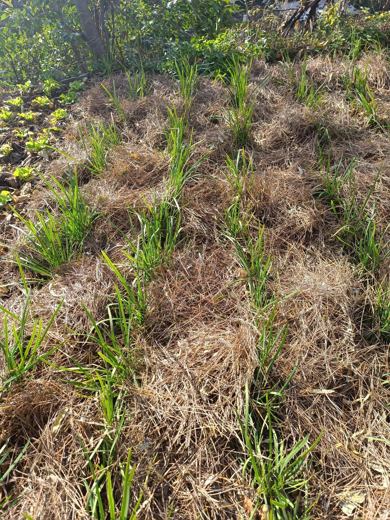 把韭菜盖上松枝过冬预报天气说，过几天温度要降到零度，我种的韭菜长势很好，如果